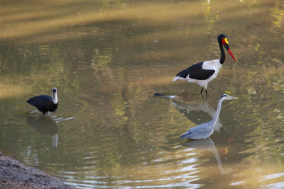 Trio of long thin birds