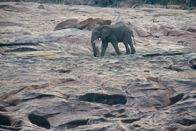 Elephant at Red Rocks