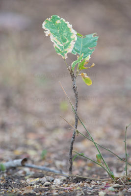 Young apple-leaf tree