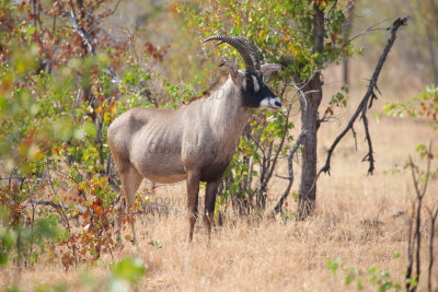 Roan antelope