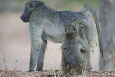 Baboons preening