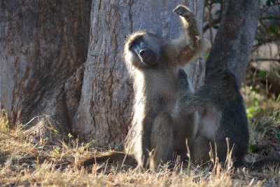 Baboons preening