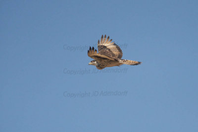 Greater african hawk-eagle