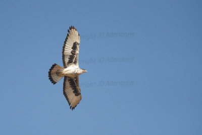 Greater african hawk-eagle