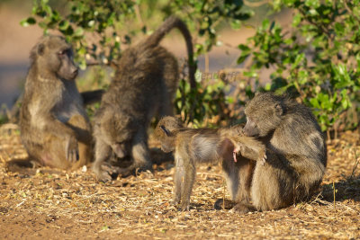 Baboons preening