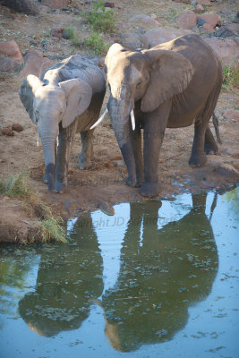 Elephants