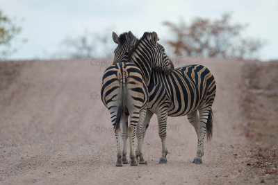Zebra embrace