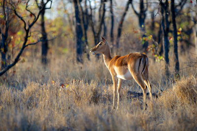 Impala ewe