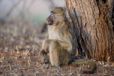 Baboon