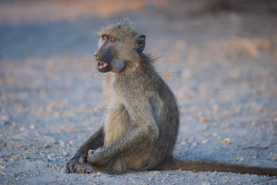 Baboon with stuffed cheek pouches