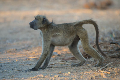 Baboon