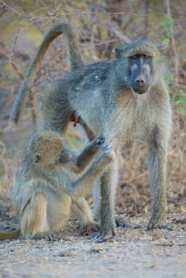 Baboons