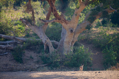 Impala under a figtree
