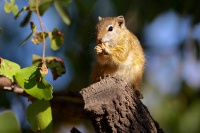 Tree squirrel