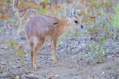 Sharpe's grysbok