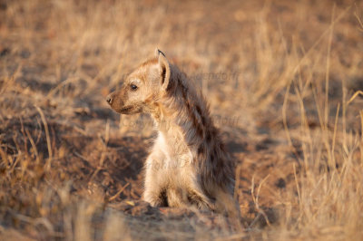 Hyaena