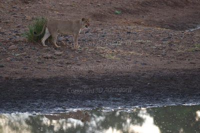 Lioness