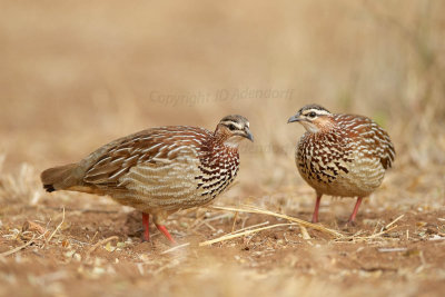 Crested francolins