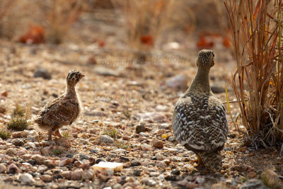 Double-banded sandgrouse