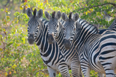 Zebras putting heads together