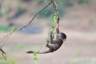 Dangling baby baboon