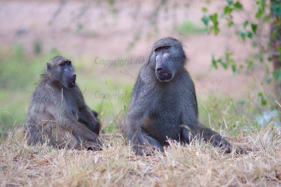 Baboons