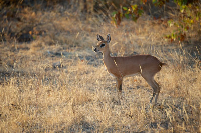 Steenbok