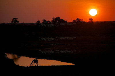 Giraffe at sunset