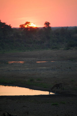 Giraffe at sunset