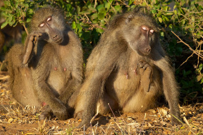 Very sleepy baboons