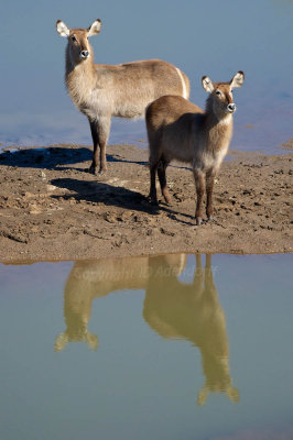 Waterbuck