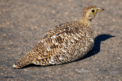 Double-banded sandgrouse