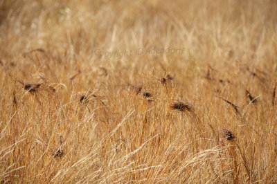 Windknots in the grass