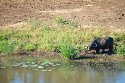 Buffalo