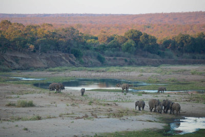 Elephants in the Letaba riverbed