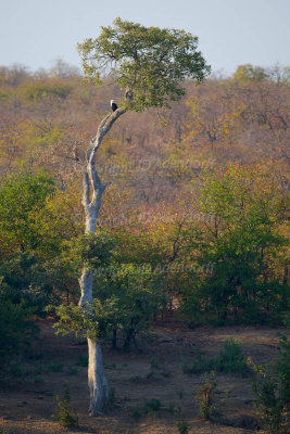 Fish eagle