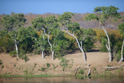 Apple-leaf trees line the Letaba river