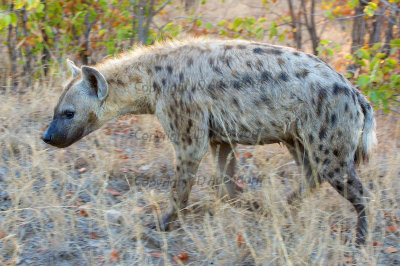 Hyaena