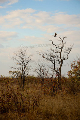 Brown snake-eagle