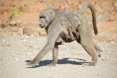 Baboon