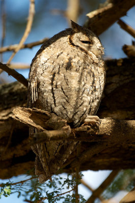 Scops owl