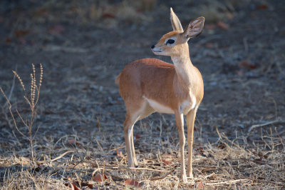 Steenbok