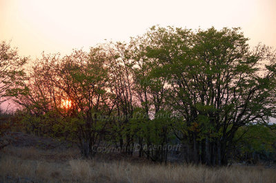 Mopane trees at sunrise