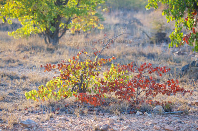 Mopane tree