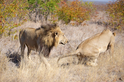 Lion and lioness