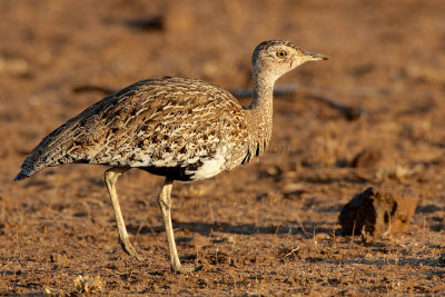 Red-crested korhaan