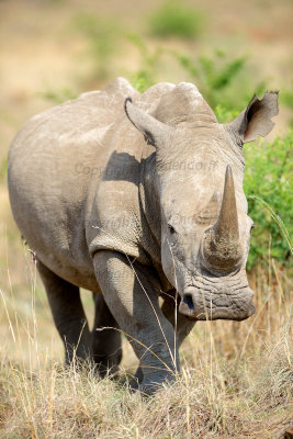 White rhino