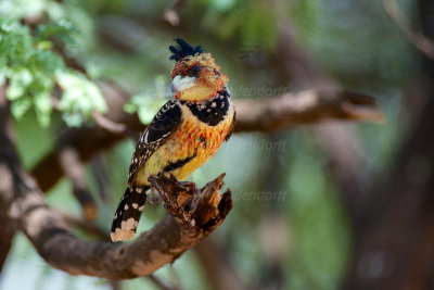 Crested barbet