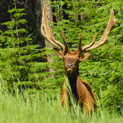 Elk, Jasper N.P, Canada