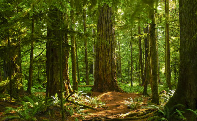 Cathedral Grove, BC, Canada